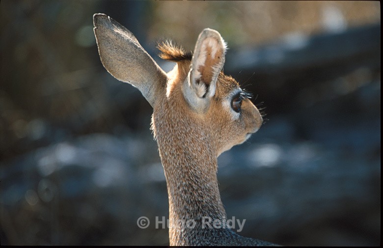  - Animals in the Wild