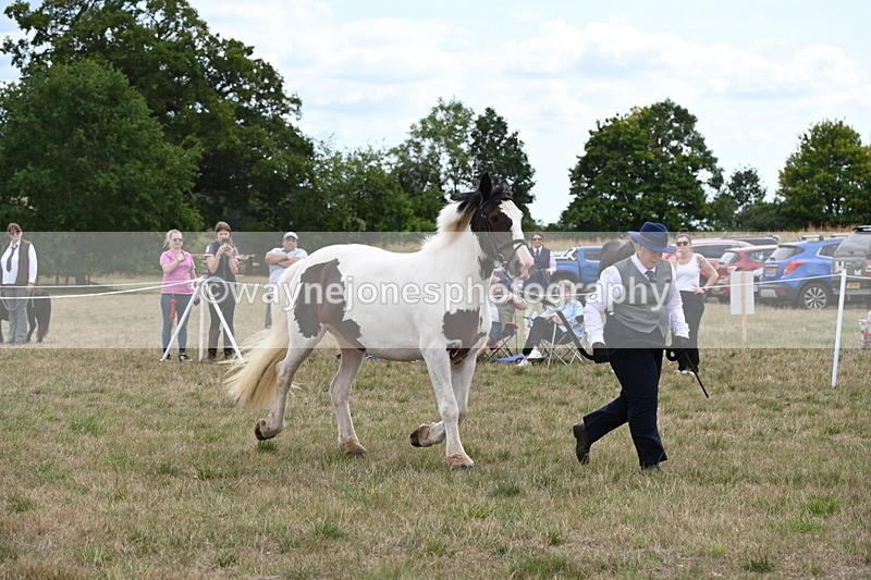 WJ6_5569 - Class 18 In-hand Coloured