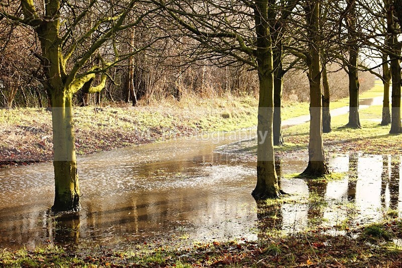 Trees - Plants and Trees