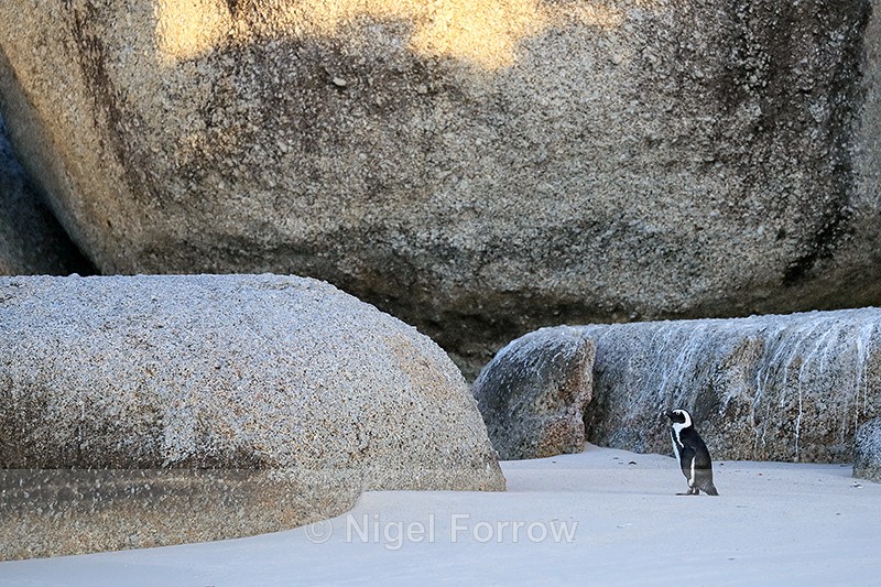 Lone African Penguin, Foxy Beach, South Africa - African Penguin
