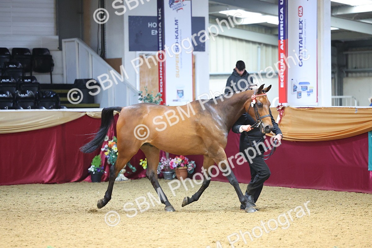 SBM_22635 - Class 903 - Supreme Final - IH Pre Vet