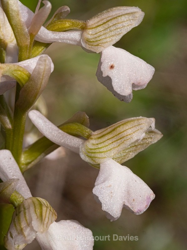 Green Winged orchid (Anacamptis morio var alba) syn Orchis morio var alba) - Wild Orchids 2021