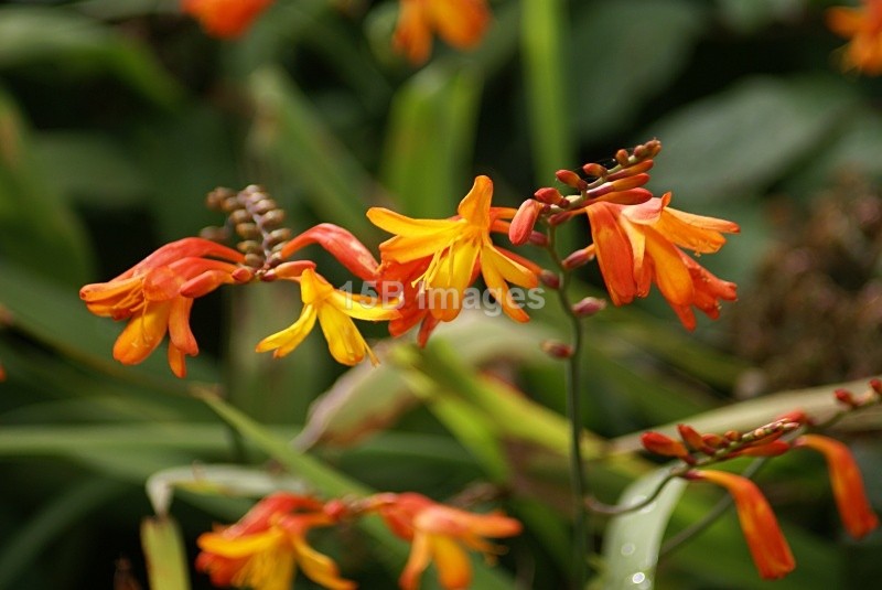 F1002 - Flowers