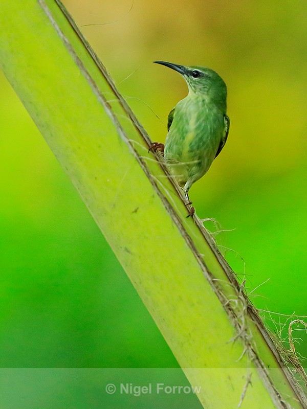 Red-legged Honeycreeper, Osa Peninsula, Costa Rica - Red-legged Honeycreeper