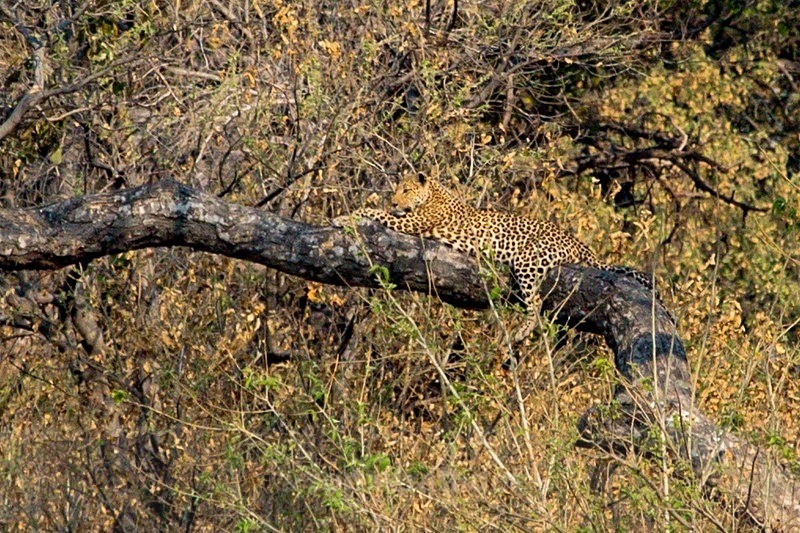 Resting up a Tree - Botswana Wildlife