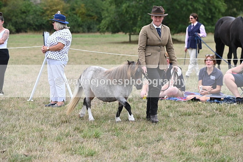 WJ6_5205 - Class 18 In-hand Coloured