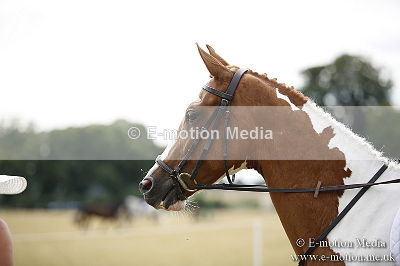 _C7A9536 - BVRC Show 2018 Ring 1