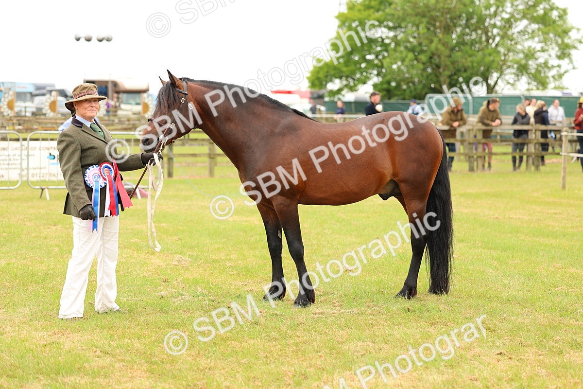 SBM_04315 - Class 64-67 - Shetland Pony In Hand
