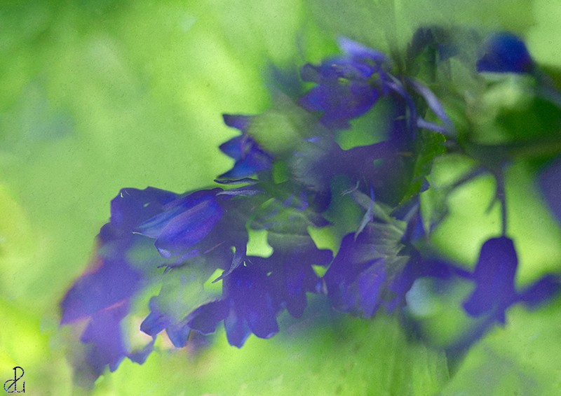 Flower photography by Diana Uzun