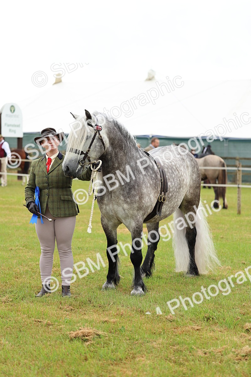 SBM_00572 - Class 58-67 - M&M Non Welsh Pony In hand