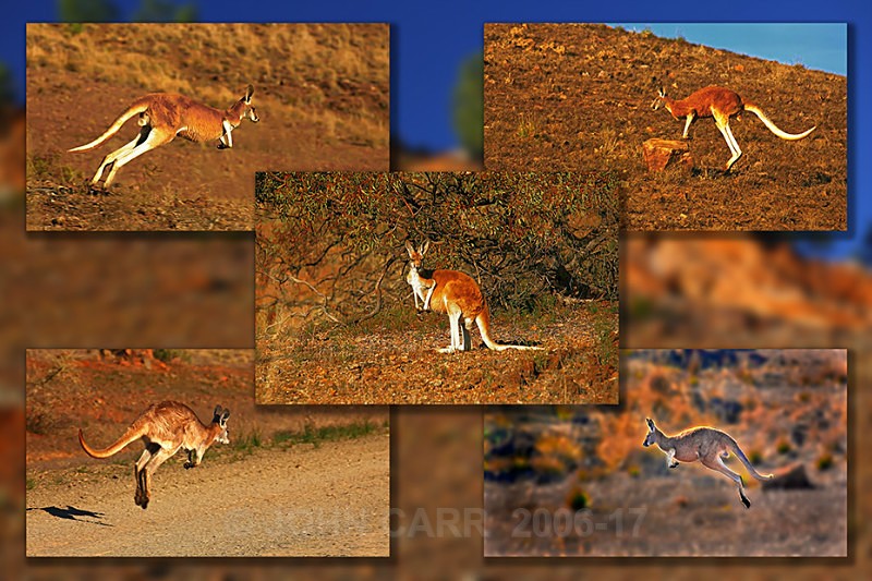 Red Roo Quintych-2 - MONTAGES