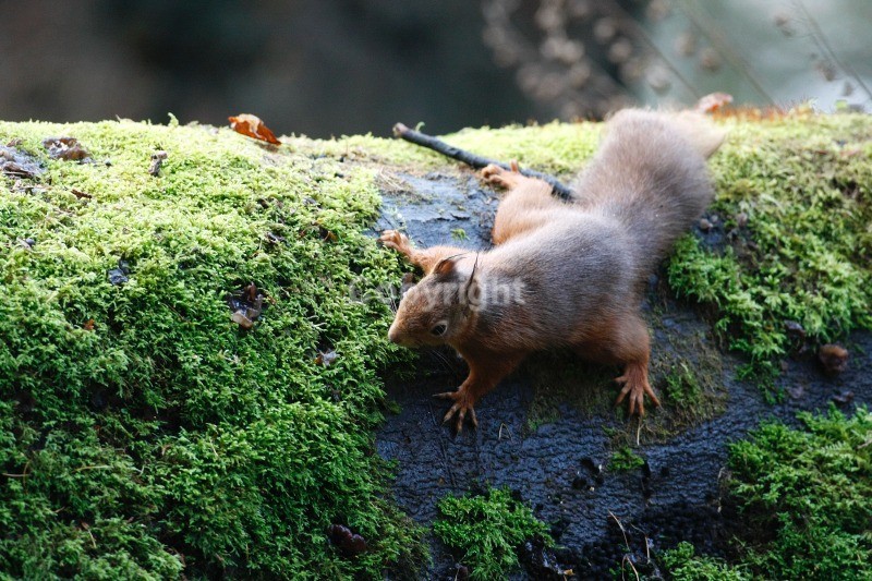 Red Squirrel 7 - Red Squirrel