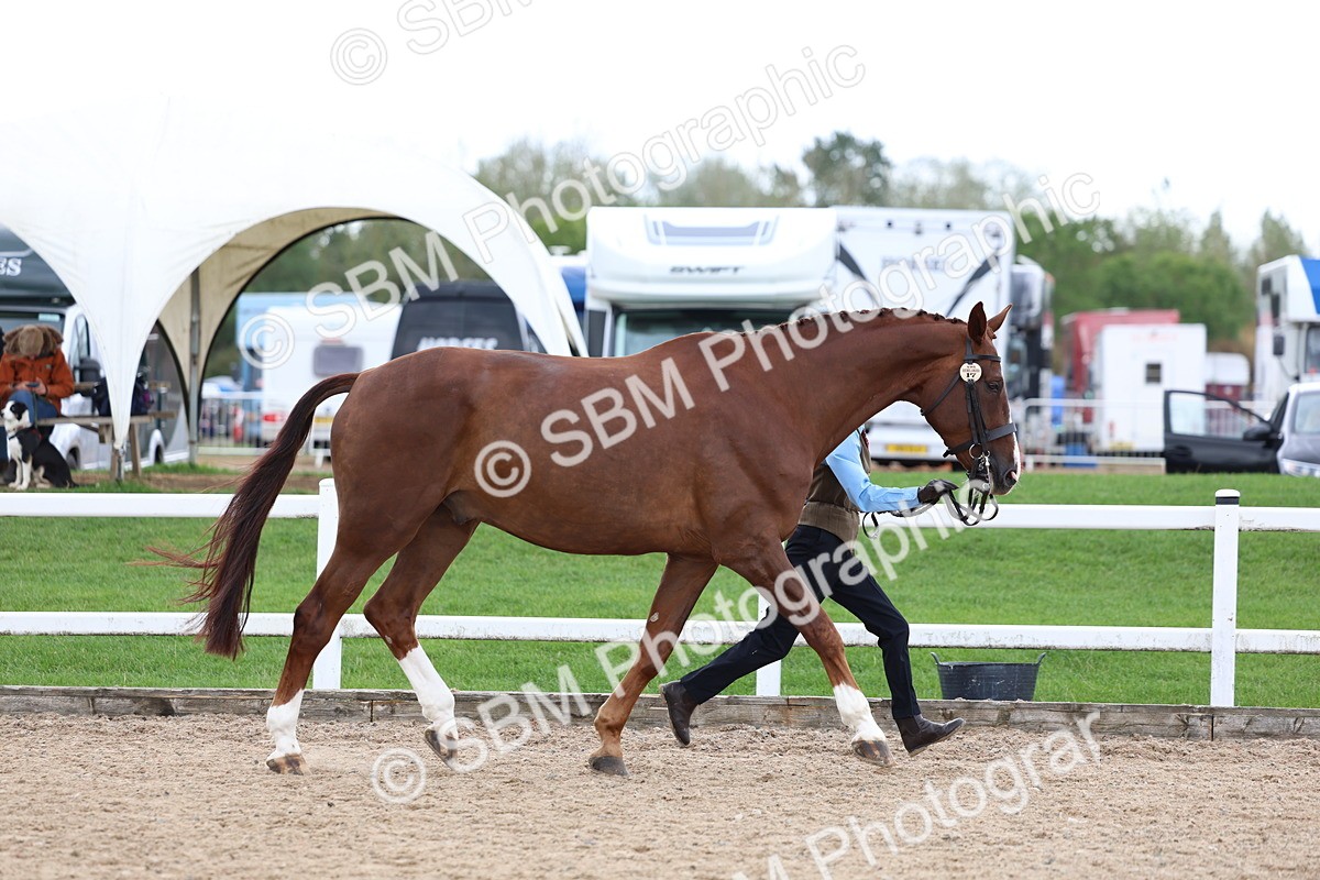 SBM_05039 - Class 27 - IH Competition Horse or Pony