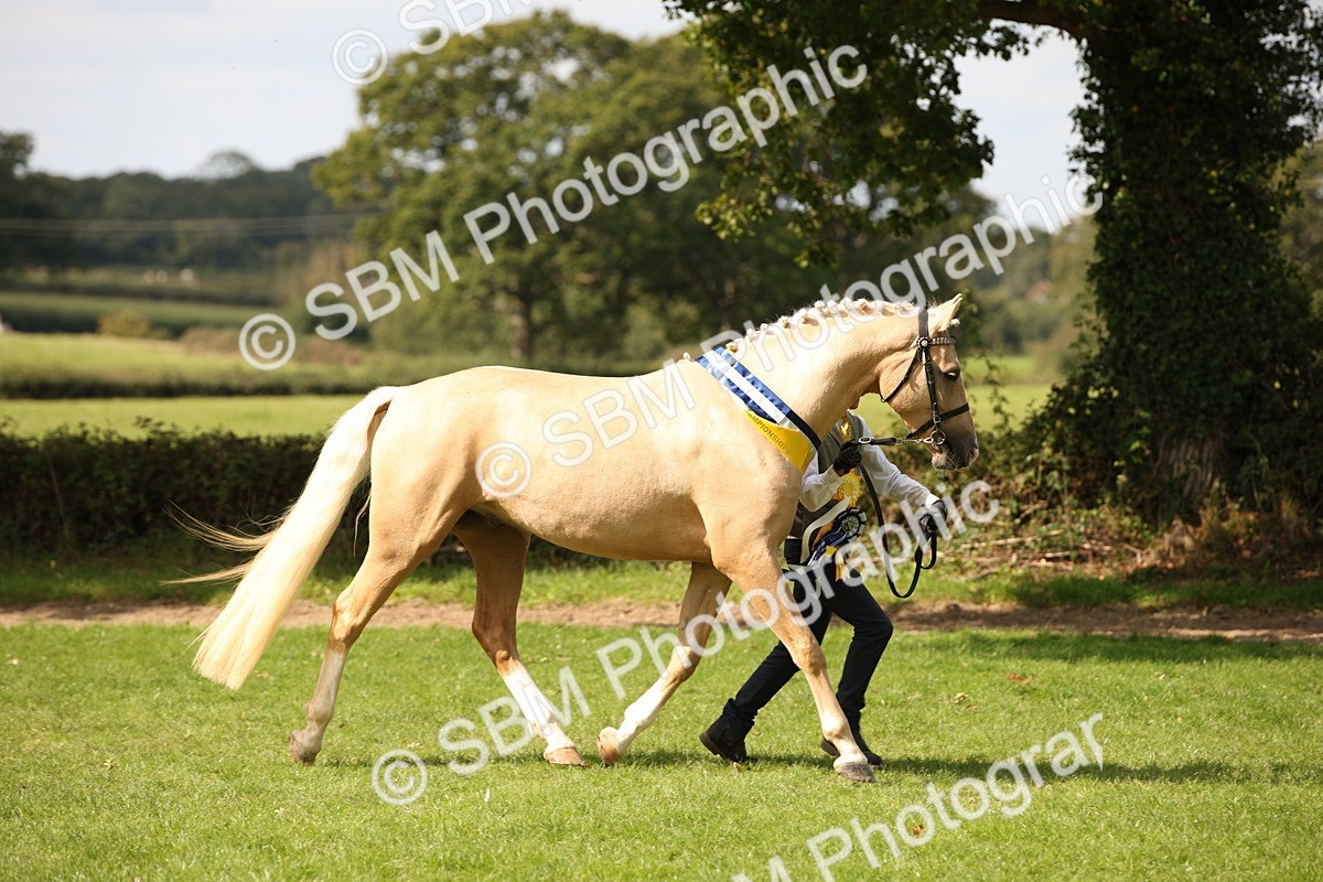 SBM_62975 - In Hand Horse Supreme Championship
