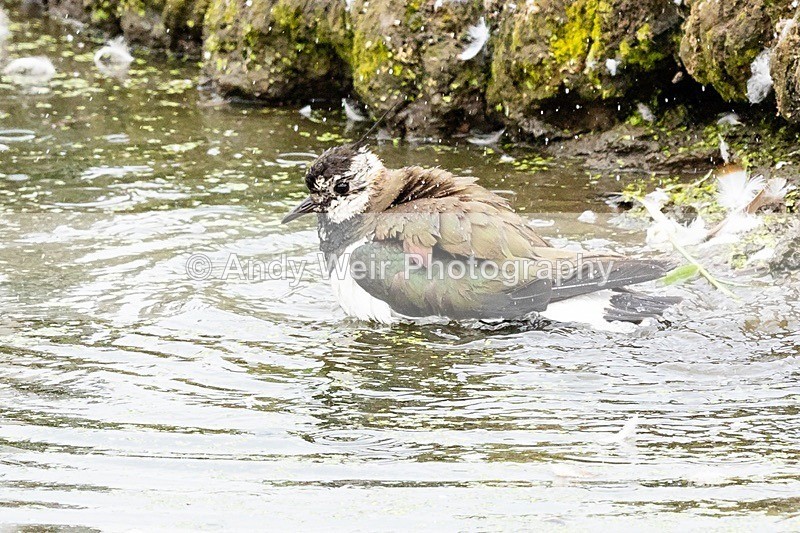 20180608-Woolston8E0A9448 - Lapwing