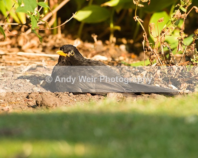 20110702-_MG_6218 - Thrushes