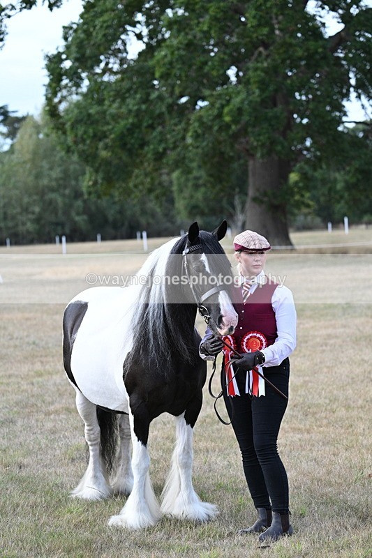 WJ7_8372 - In-hand Championship