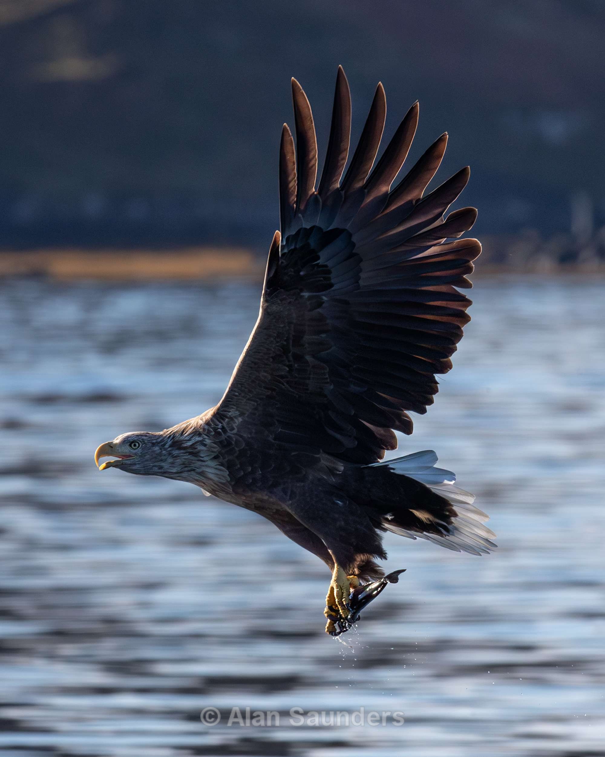 White Tailed Eagle 8