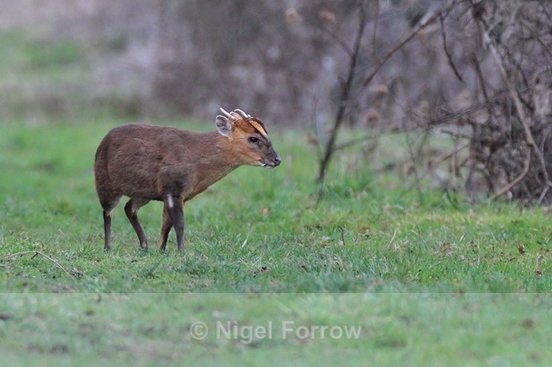 Muntjac Deer on the Roman Road at Otmoor - Deer
