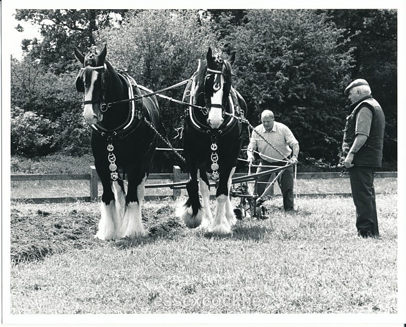  - Local residents of the hairy kind Benfleet and Essex