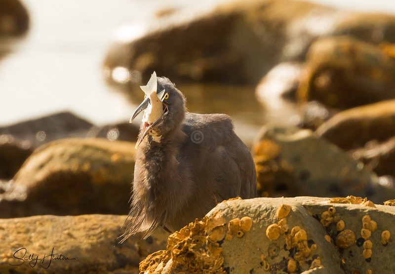 Heron Eating 2