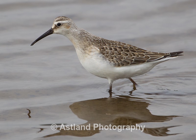 Astland Photography, Bird and Wildlife Images, Susan and Peter Wilson, U.K.