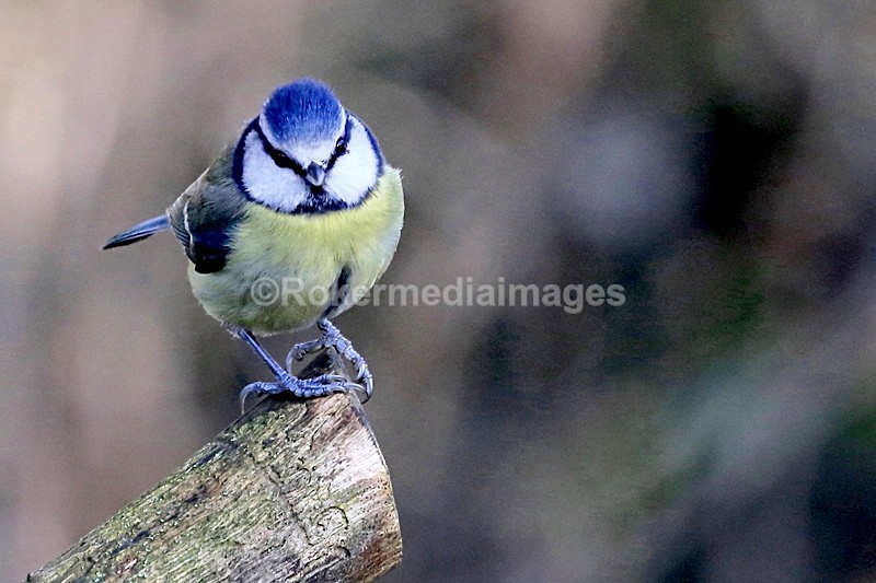  - Wildlife