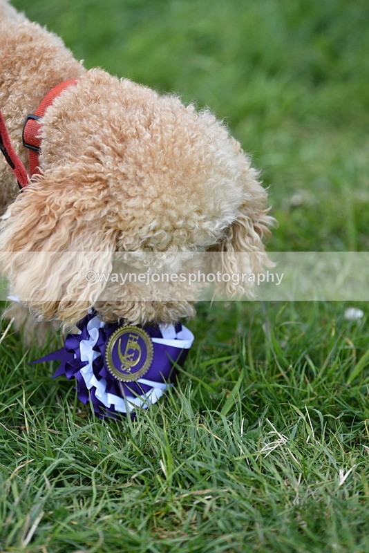 WJ5_9446 - Class 1 Best Cross Breed / Heniz 57