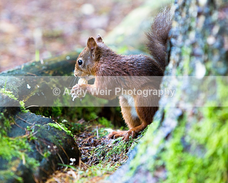 20141010-3K8A6437 - Red Squirrel