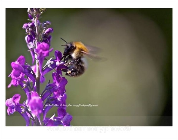  - Invertebrate's Macro