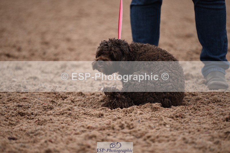 240518A-122426-01154 - Cls 4 Best Crossbred