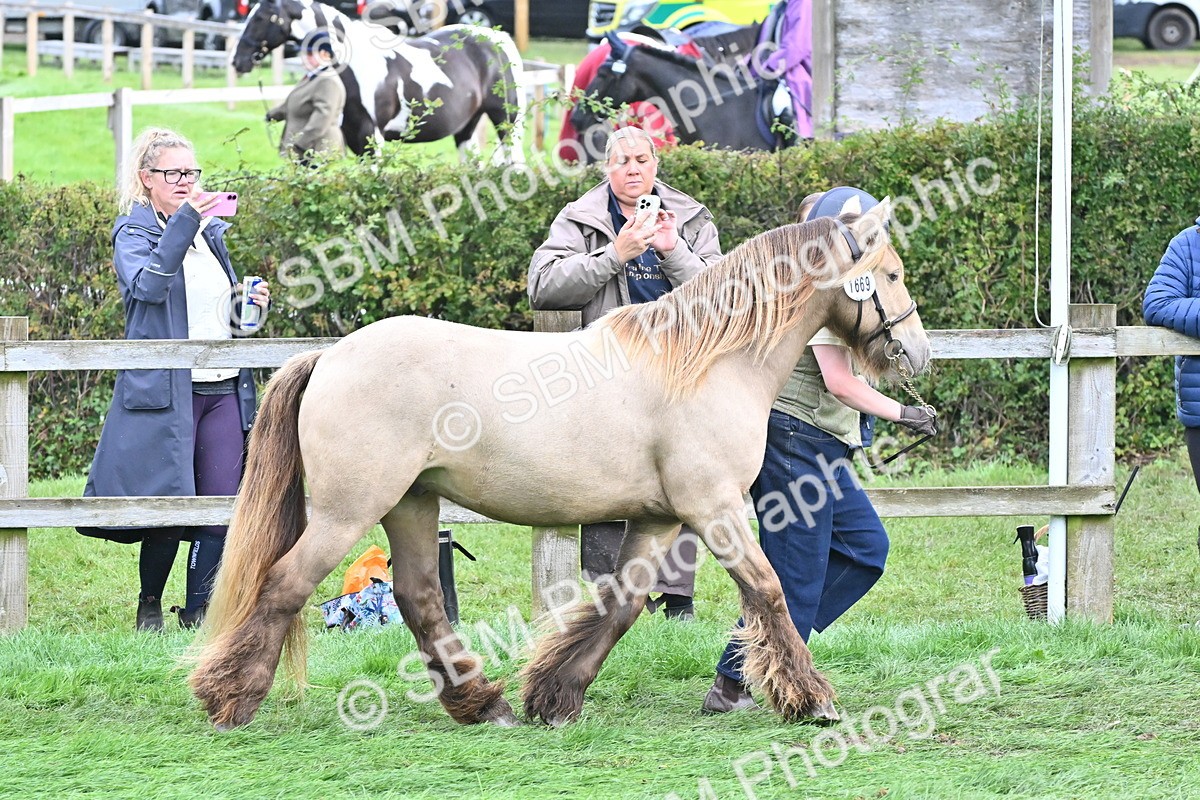 SBM_56873 - S45 - Coloured Pony In Hand