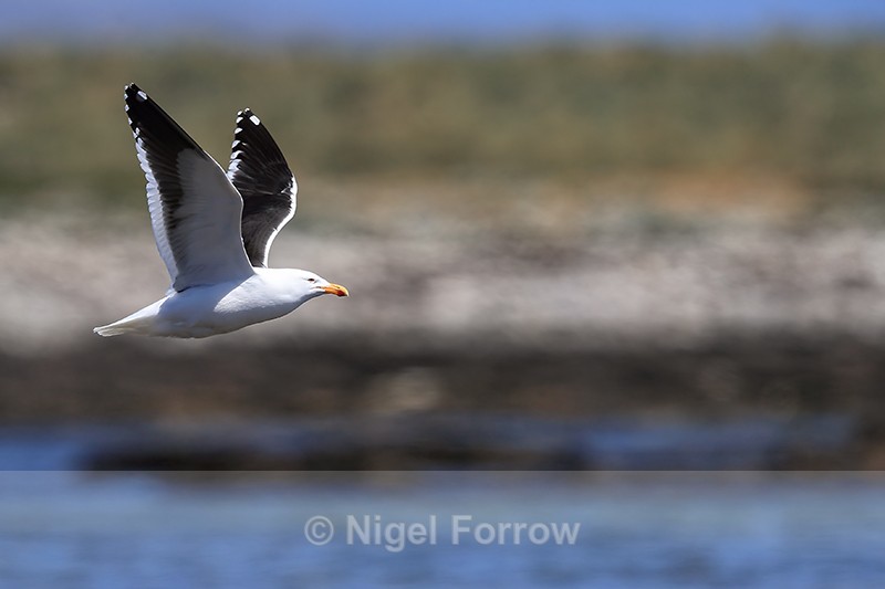 Kelp Gull flying wings up, Carcass Island, Falklands - Kelp Gull