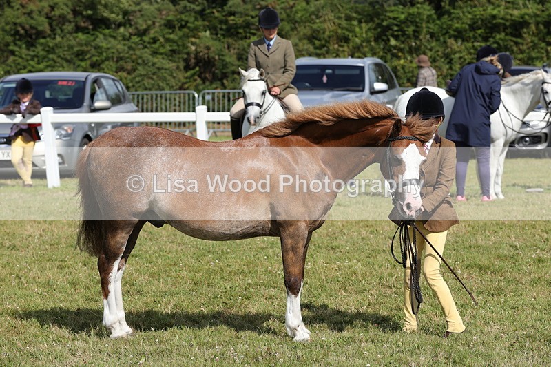 1X9A5810 - Class 40: NPS Welsh A & B