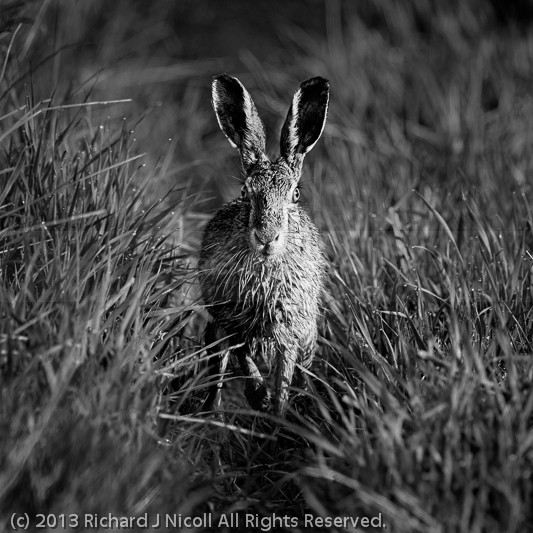Hare amongst dew covered grass - Brown Hare (Lepus europaeus)
