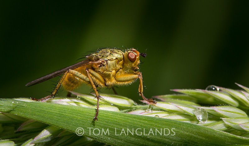 Robber Fly - Macro