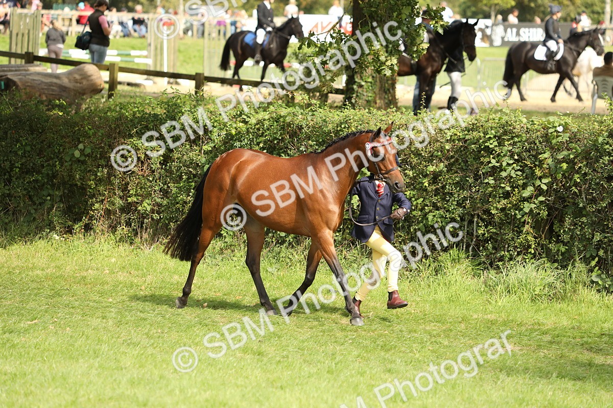 SBM_67744 - S39 - Junior Handler 8  Years & Under