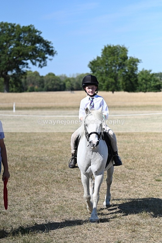 WJ7_1545 - Class 42 Most Handsome Gelding