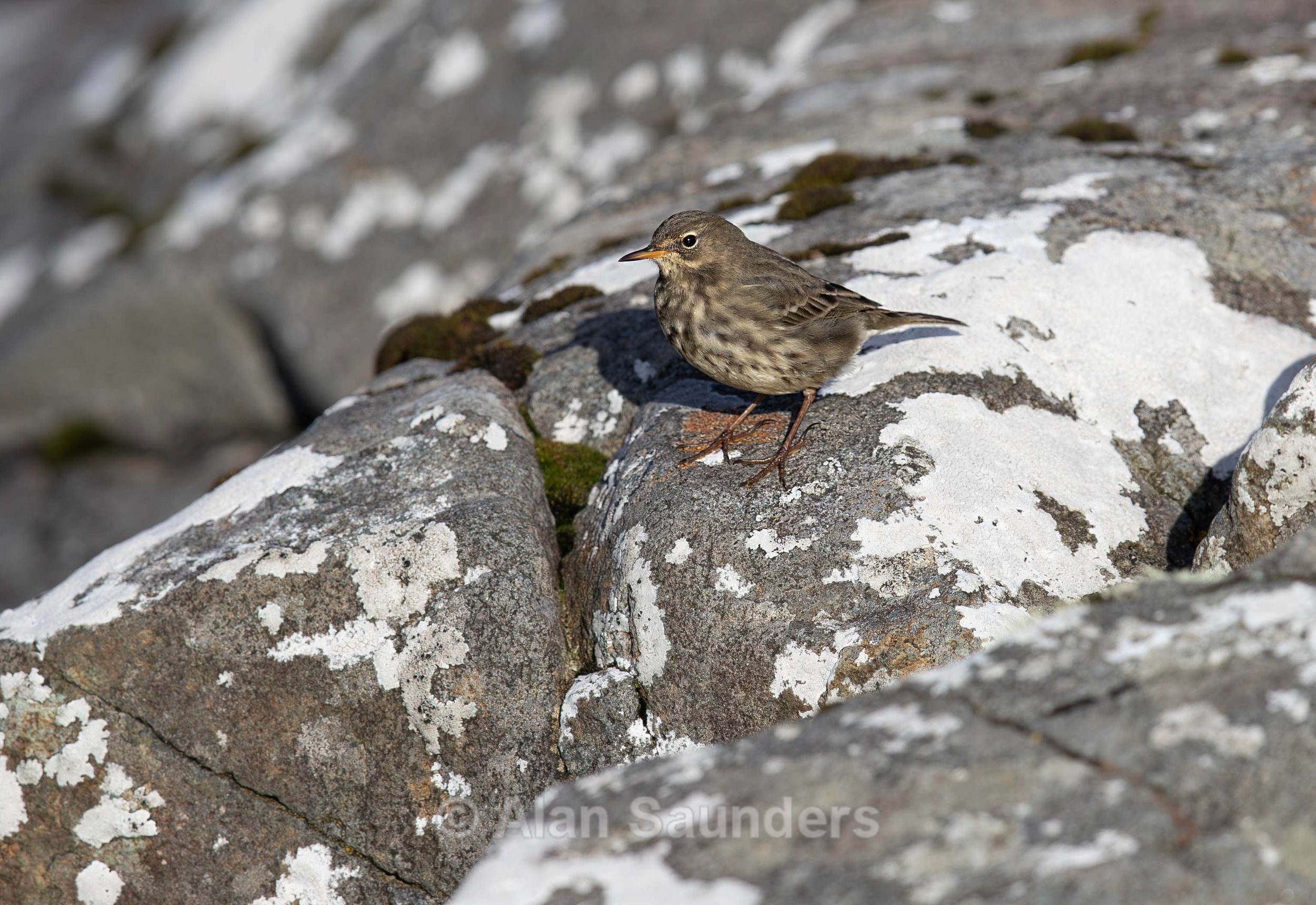 European Rock Pipit 1