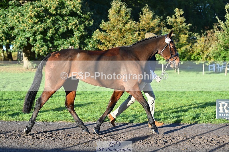 231022-091130-21605 - 609-WHAT.A.WONDER-Harry.Robinson-TrotUp+SJ