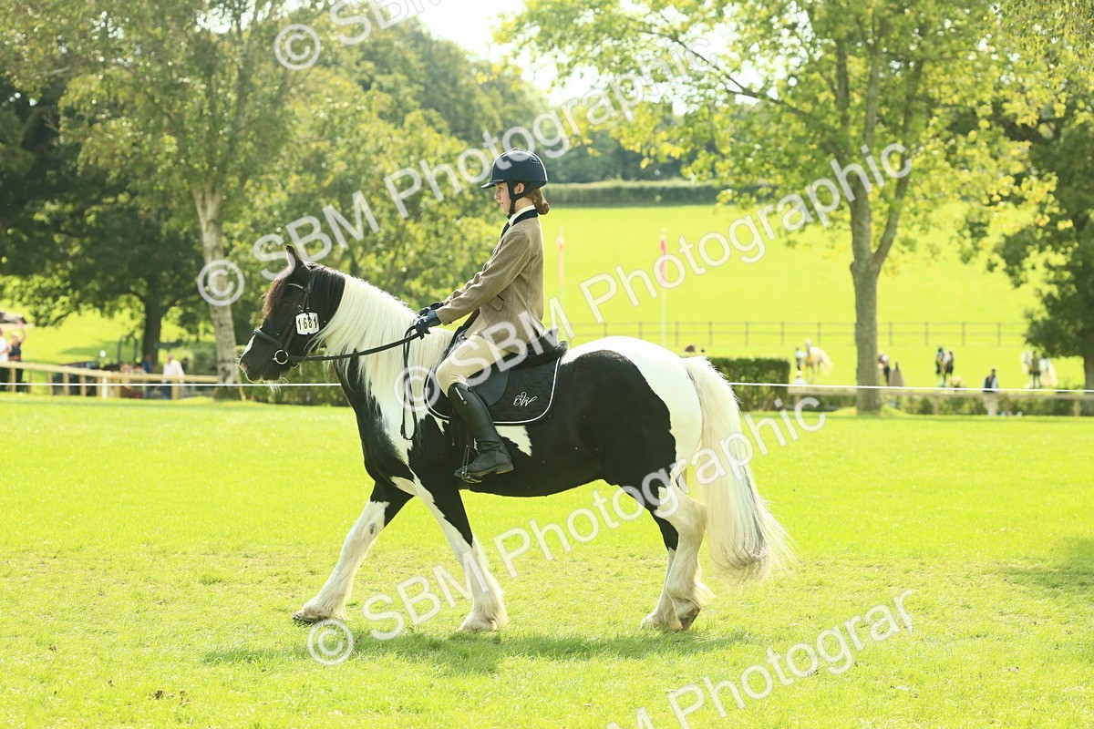 SBM_66665 - S34 - Rehabilitated Rescue Horse & Pony In Hand & Ridden
