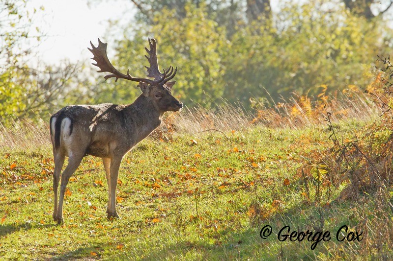 Fallow Deer - Calke Abbey Park - Mammals