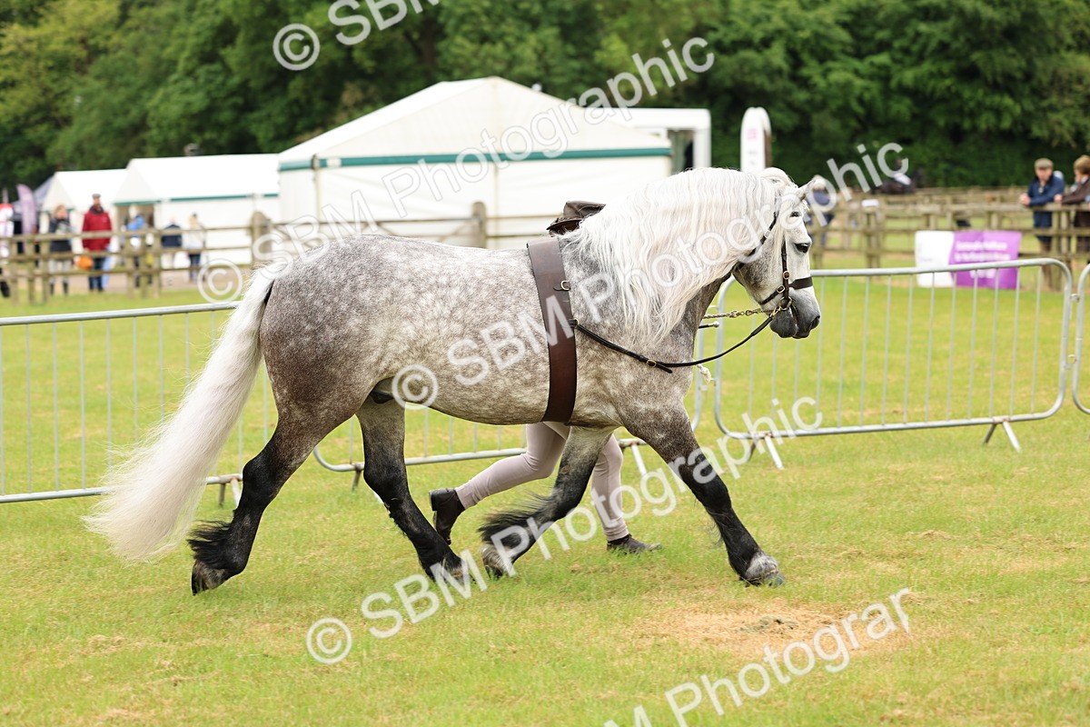SBM_00650 - Class 58-67 - M&M Non Welsh Pony In hand