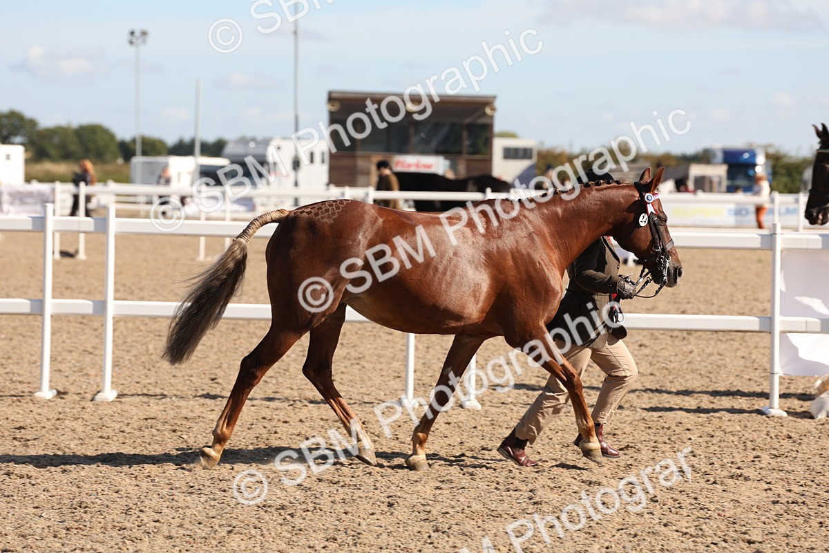 SBM_12853 - Class 205 - IH Show Pony - Show Hunter Pony