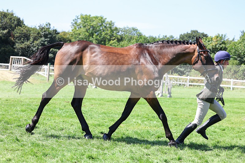 3E7A9097 - Class 6: Open Working Horse