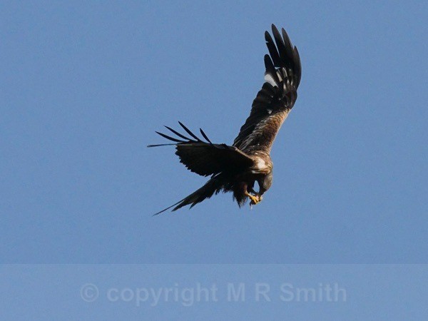 'Snack Attack' - BIRDS & INSECTS