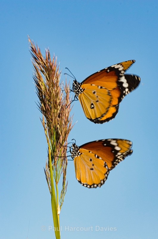 Plain tiger (Danaus chrysippus) - Insects, Spiders and other Animals