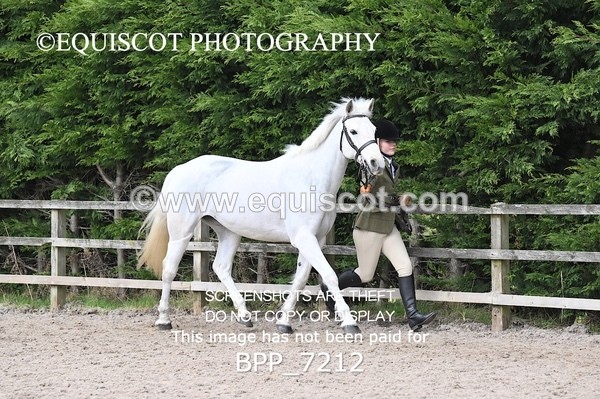 BPP_7212 - RING 1  (RIDDEN HORSES / IN HAND / VETERAN ETC)