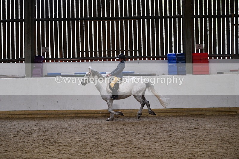 WJ5_7935 - Class 13 Ridden Part Breed