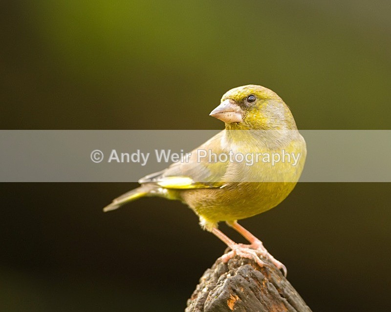 20111112-_MG_7526 - Greenfinch